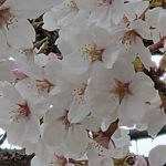 cherry blossoms ・Japanese adjective
