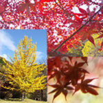 Private Japanese Lessons on line lessons onigiri KOYO Autumn leaves