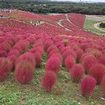 Private Japanese Lessons on line lessons onigiri KOYO Autumn leaves kokia hitachinaka-park