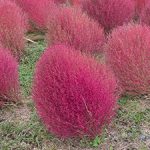 Private Japanese Lessons on line lessons onigiri KOYO Autumn leaves kokia hitachinaka-park